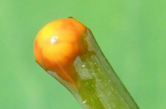 propriedades da celidônia no tratamento de papilomas